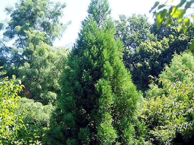 Cryptomeria japonica Radicans — photo 1