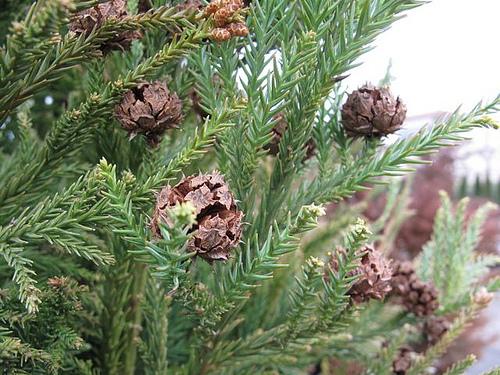 Cryptomeria japonica Reins Dense Jade — photo 1