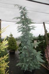 Cupressocyparis leylandi 'Naylors Blue' — photo 2