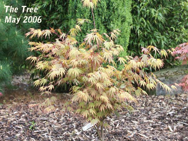 Acer palmatum 'Chitose Yama' — photo 1