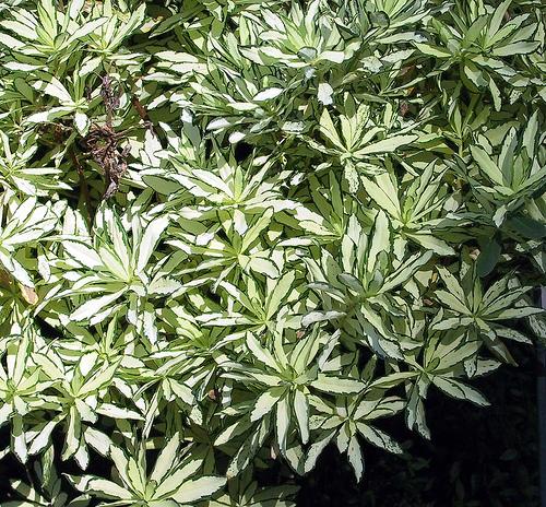 Daphne x burkwoodi Briggs Moonlight — photo 1