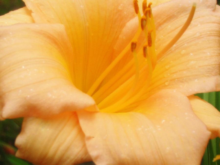 Hemerocallis 'Mini Pearl — photo 1