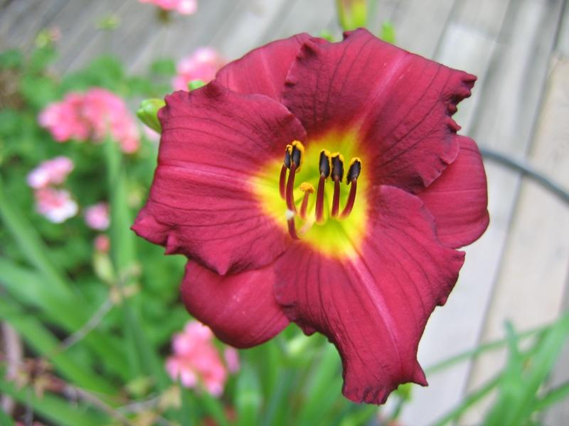 Hemerocallis 'Pardon Me' — photo 1