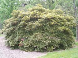 Acer palmatum 'Chitose Yama' — photo 2