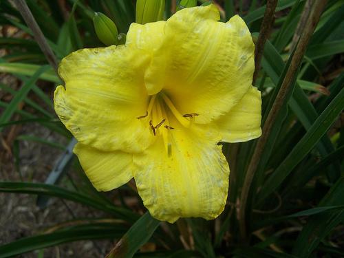Hemerocallis Lemon Lollipop'