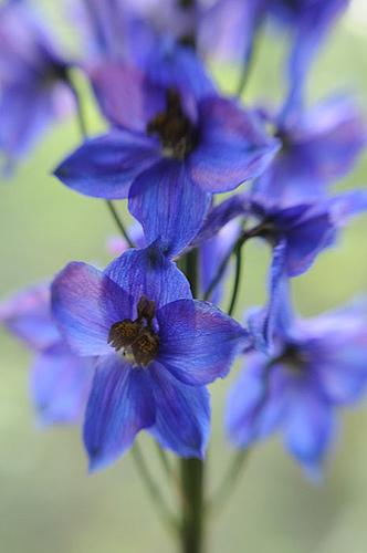 Delphinium Dark Blue