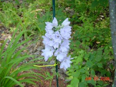 Delphinium Guardian White — photo 1
