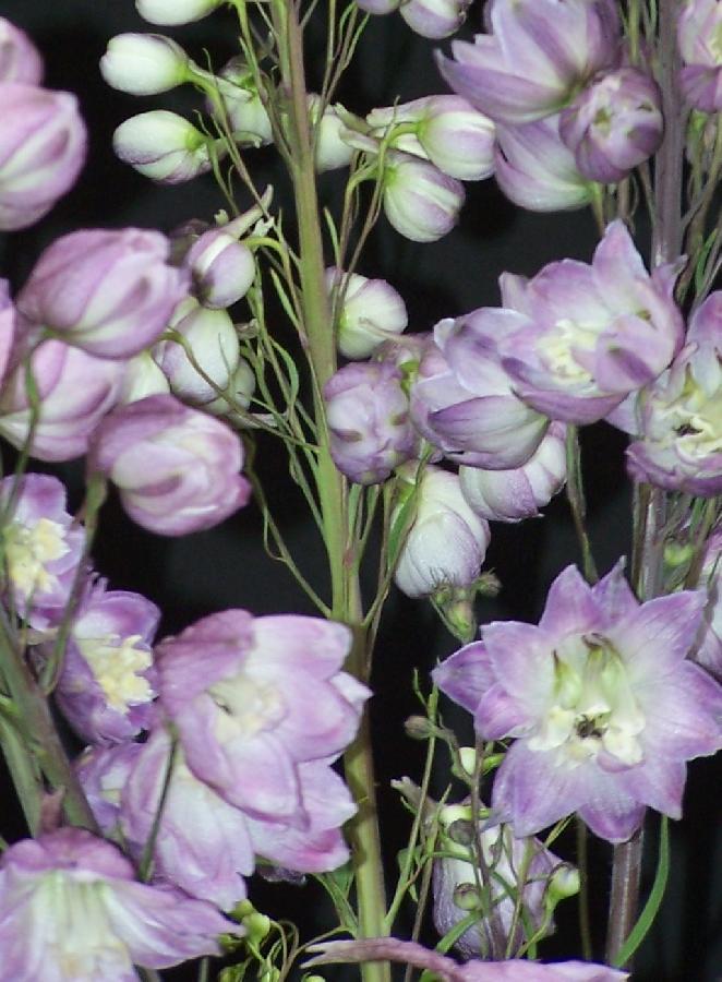 Delphinium Lavender