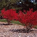Euonymus alatus Chicago Fire — photo 1
