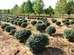 Euonymus alatus Little Moses — photo 1