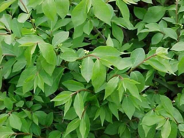 Euonymus alatus 'Rudy Haag' — photo 1
