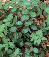 Euonymus fortunei 'Coloratus'