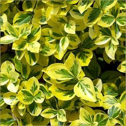Euonymus fortunei 'Emerald n Gold' — photo 1