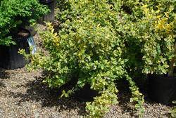 Euonymus fortunei 'Emerald n Gold' — photo 2