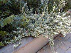 Euonymus fortunei Ivory Jade — photo 1