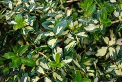 Euonymus fortunei 'Moonshadow' — photo 1