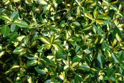 Euonymus fortunei 'Moonshadow' — photo 3