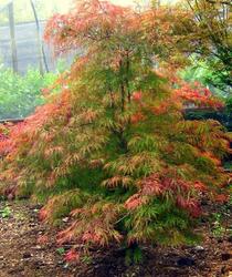Acer palmatum dissectum 'Baldsmith' — photo 1