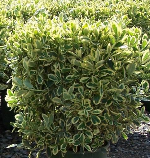 Euonymus japonicus 'Silver King'