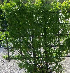 Euonymus kiautschovicus 'Manhattan' — photo 1