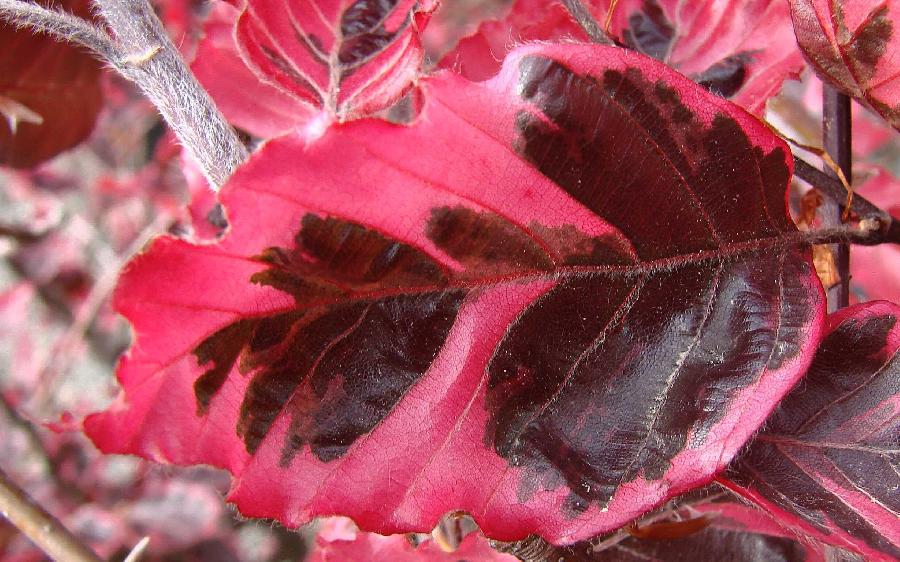 Fagus sylvatica 'Roseo-marginata'