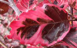 Fagus sylvatica 'Roseo-marginata' — photo 1