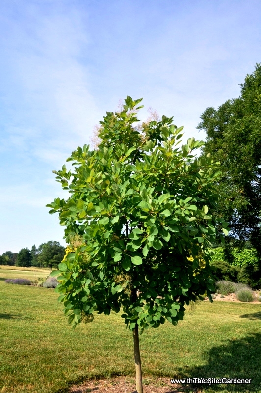 Cotinus obovatus — photo 1