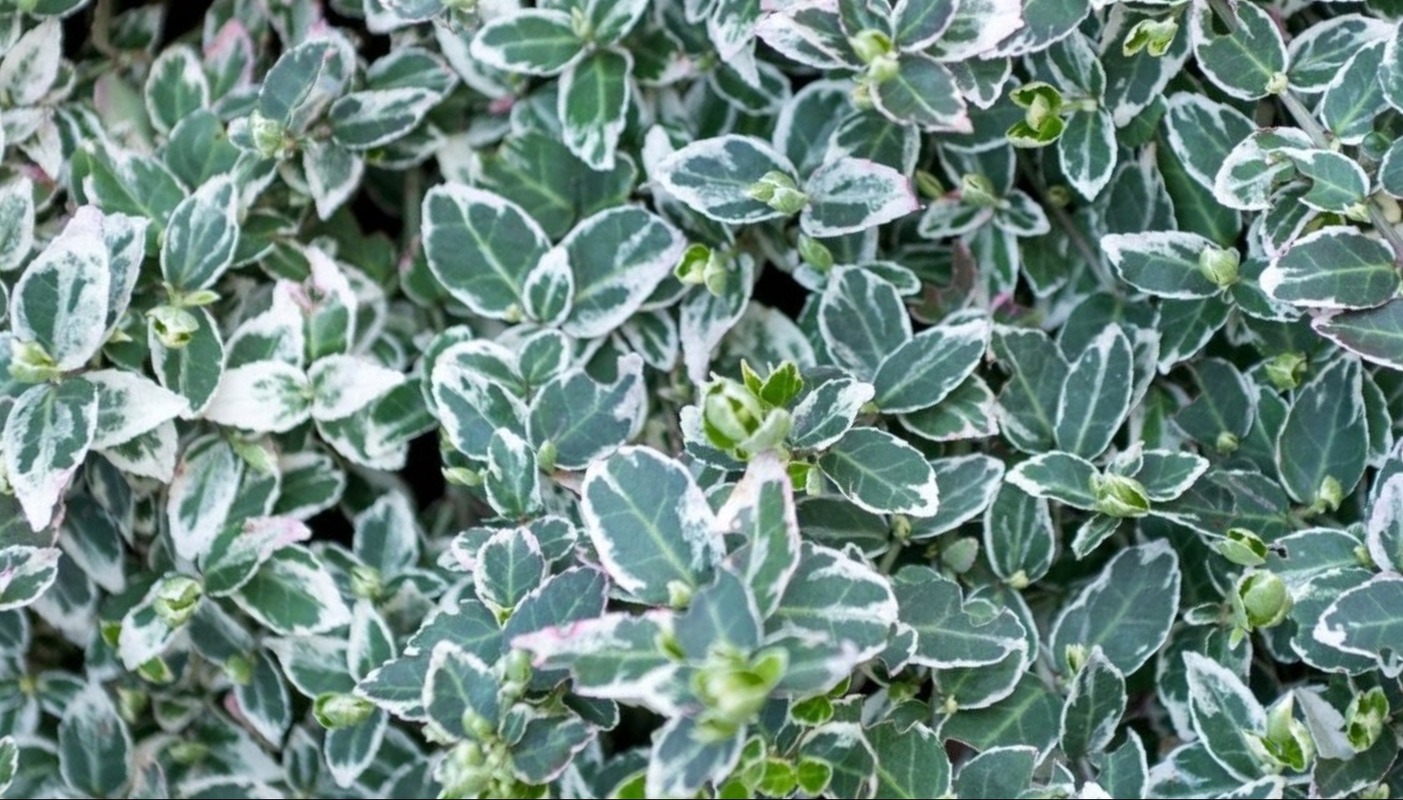 Euonymus fortunei Argenteo-marginata' — photo 1