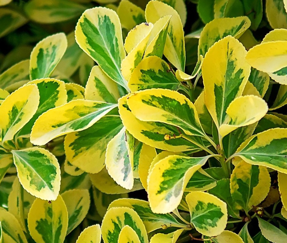 Euonymus fortunei Sungold — photo 1