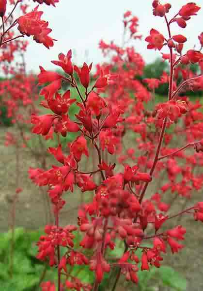 Heuchera sanguinea 'Firefly'