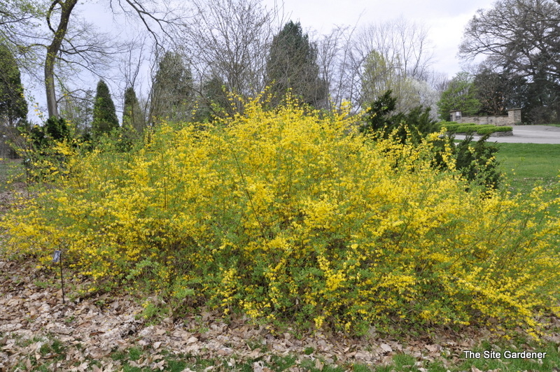 Forsythia hybrid New Hampshire Gold