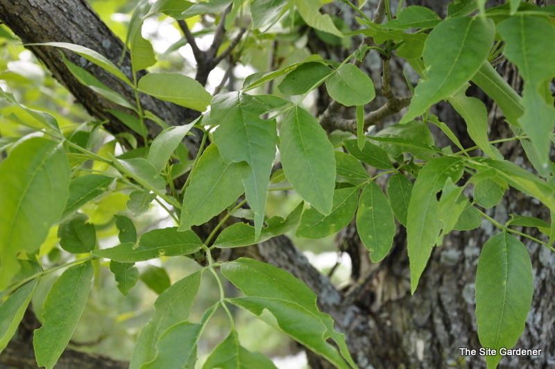 Fraxinus pennsylvanica 'Summit'