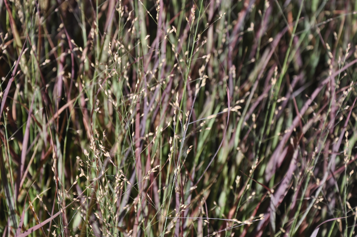 Panicum virgatum ?Prairie Sky — photo 1