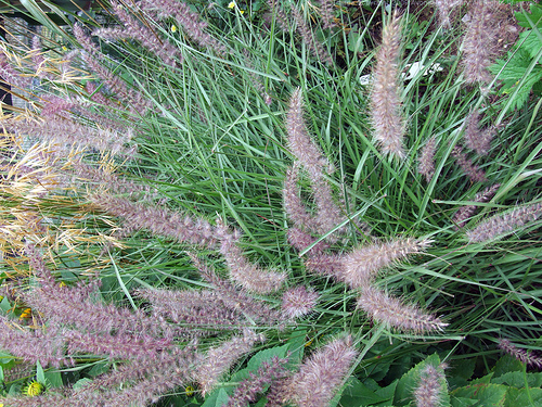 Pennisetum orientale Karley Rose
