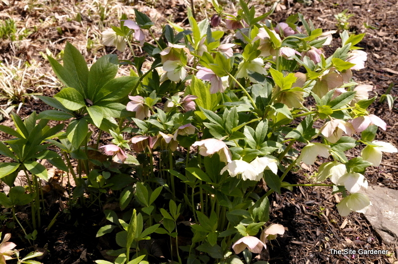Helleborus orientalis — photo 1