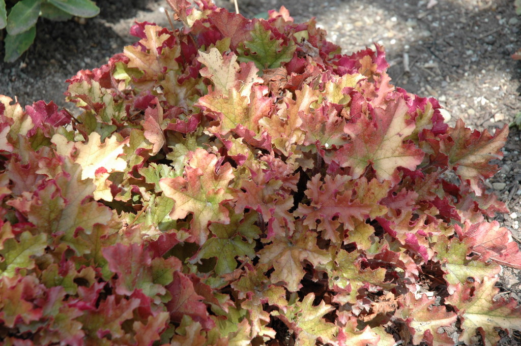 Heuchera Marmalade