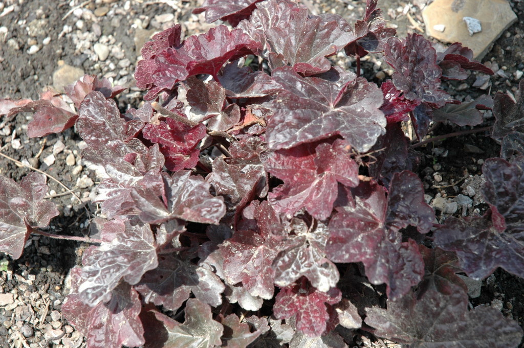 Heuchera Obsidian ppaf