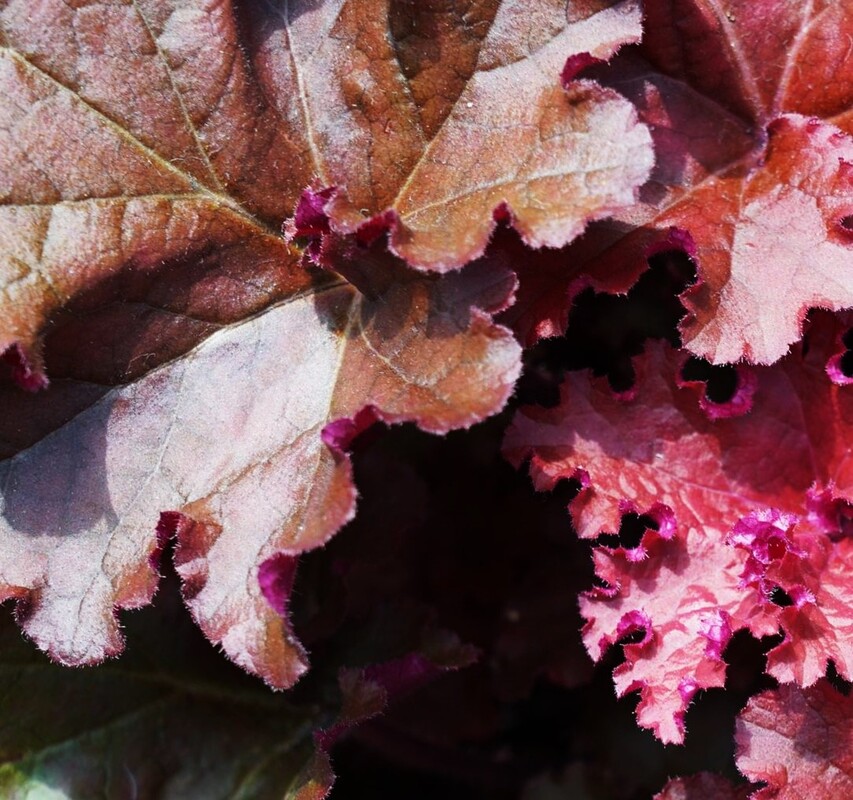 Heuchera Raspberry Ice