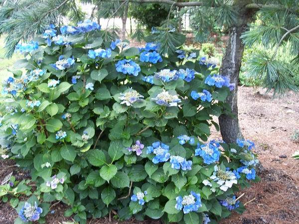 Hydrandgea Macrophylla Teller Shower