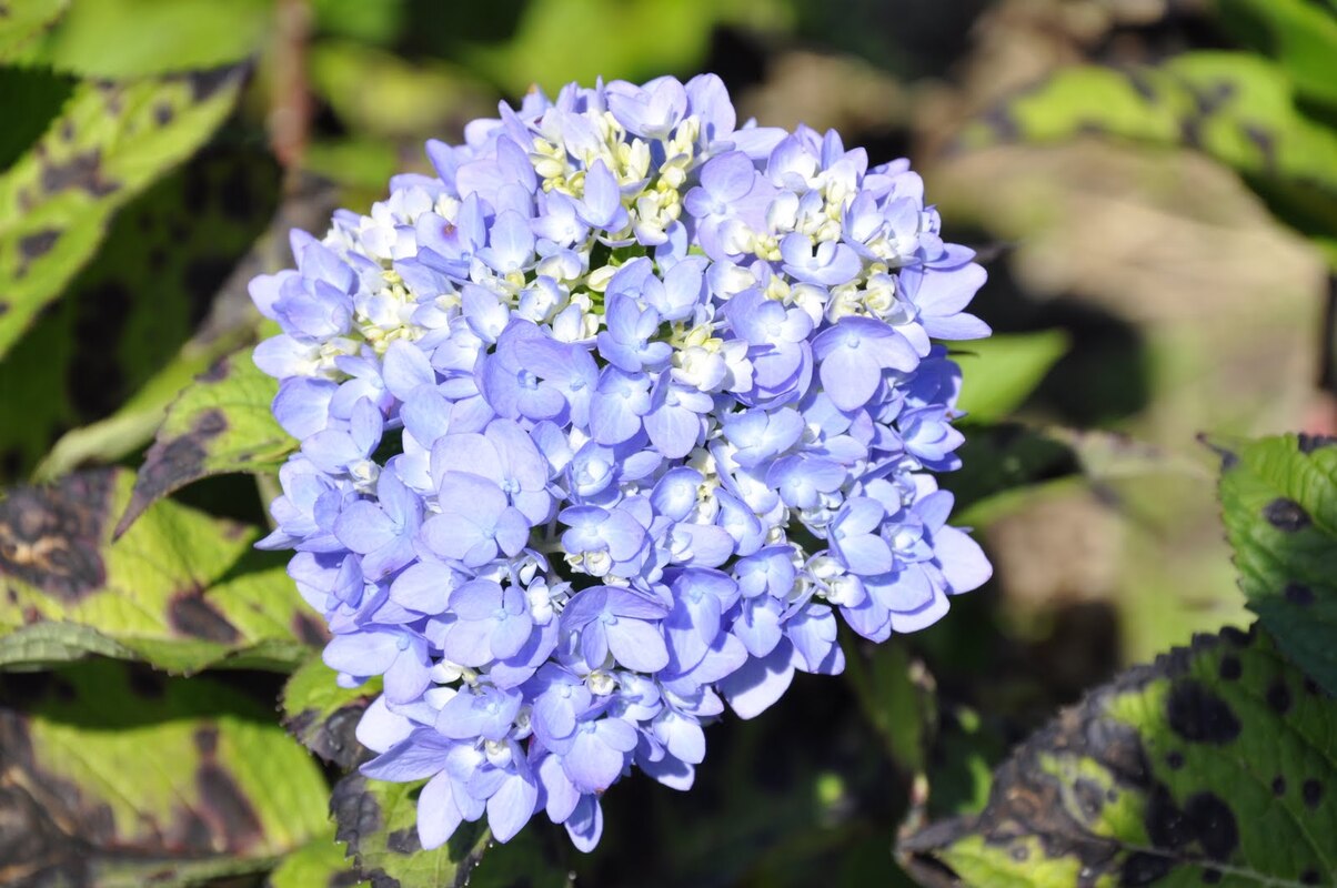Hydrangea macrophylla 'All Summer Beauty'