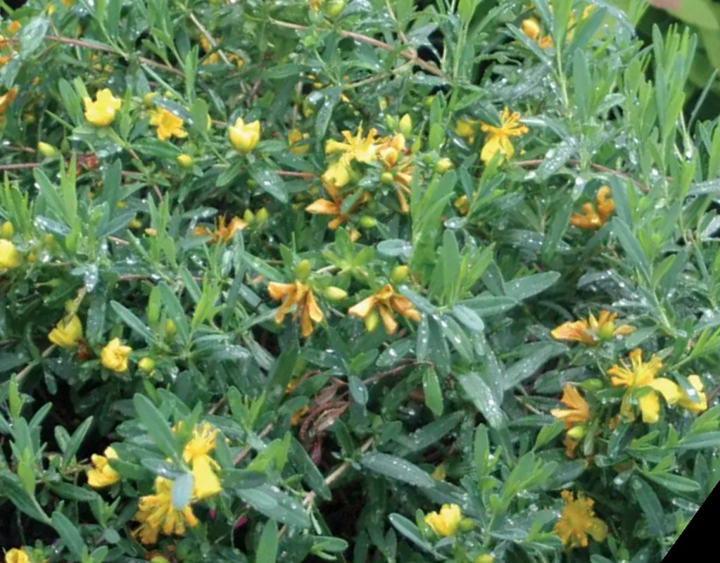 Hypericum androsaemum 'Blue Velvet'