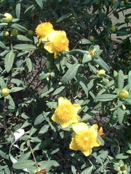 Hypericum patulum Sungold