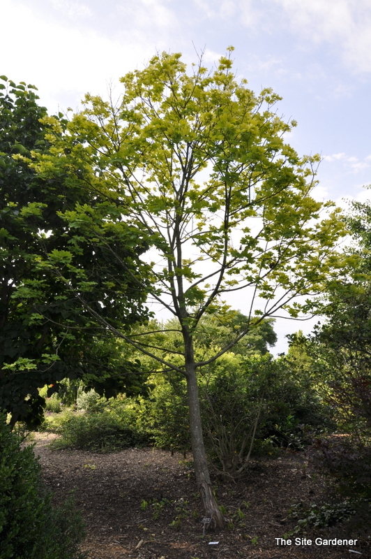 Acer platanoides 'Princeton Gold' PP 6727 — photo 1