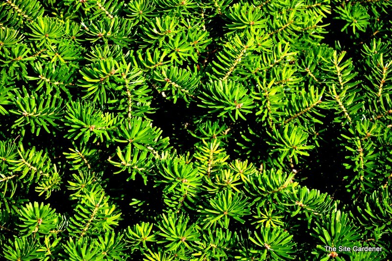 Abies Koreana 'Green Carpet'