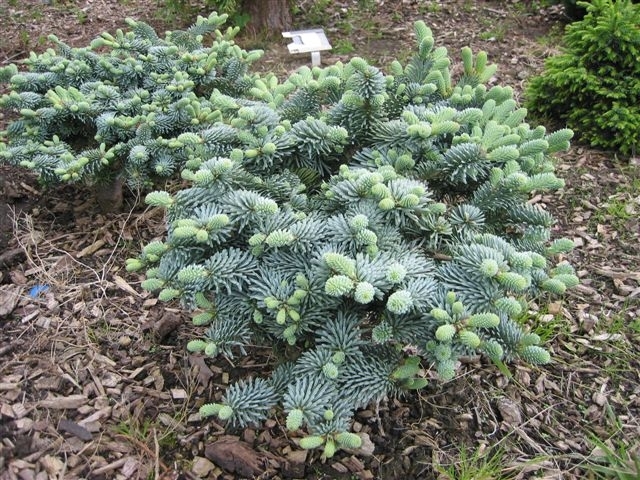 Abies Procera Glauca Prostrata