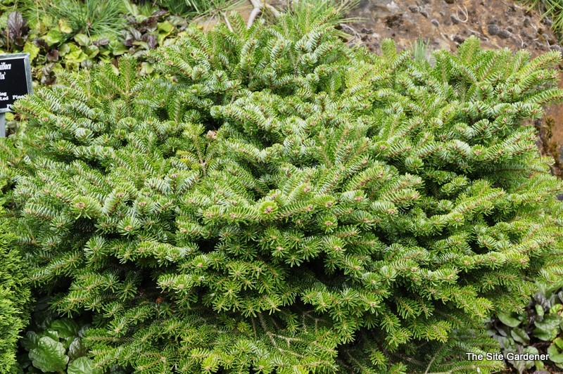 Abies Nordmanniana 'Munsterland'