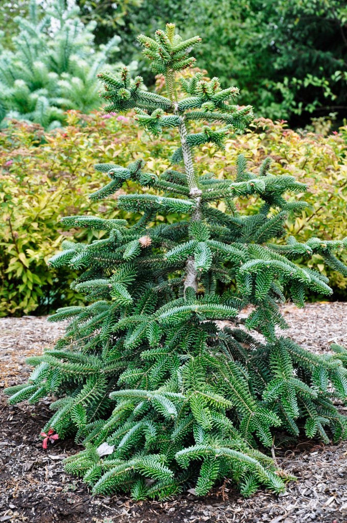 Abies Pinsapo Glauca