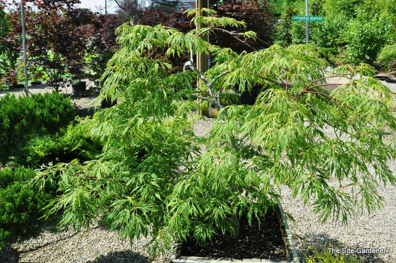 Acer japonicum 'Ao Jutan' — photo 1