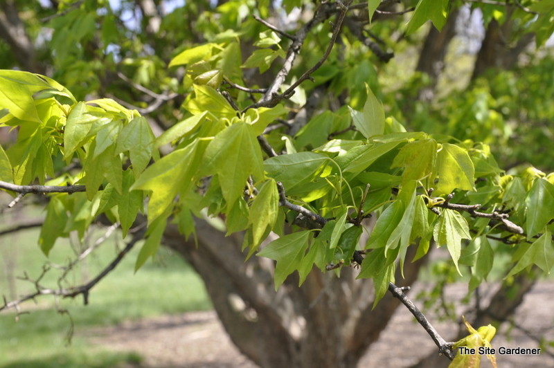 Acer Buergeranum