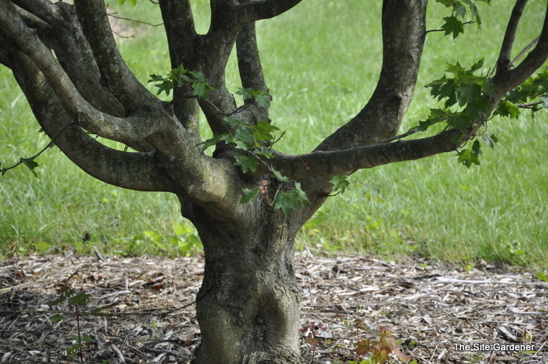 Acer Cappadocicum — photo 1